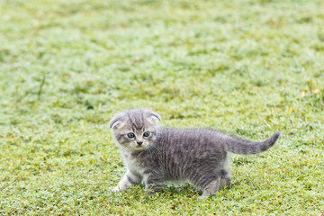 scottish fold, beautiful kitten playing on  green grass background