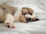 Fototapeta Łazienka - Small cute puppy sleeping comfortably on the bed