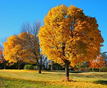 Golden Majestic Autumn Maple