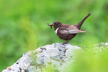 Poster - Ring ouzel (Turdus torquatus). Caucasus, Georgia