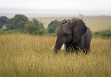 Africký Slon Samotář Na Savaně Se Stromy