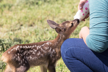 taking care of a baby deer, wildlife rescue