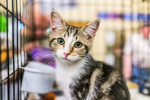 Portrait Of One Tabby Calico Kitten In Cage Waiting For Adoption