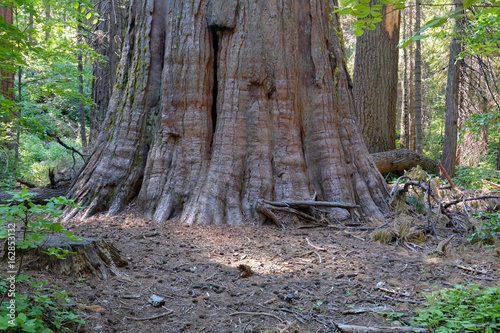 Fotografie, Obraz Base of the trunk of a giant tree, Sequoia sempervirens, at Calaveras Big Trees