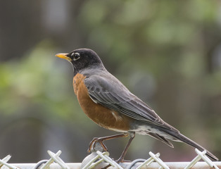 robin