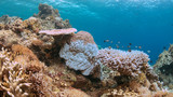 Fototapeta Do akwarium - Coral bleaching occurs when sea surface temperatures rise.