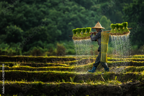 Cuadros en Lienzo Farmers grow rice in the rainy season