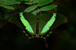 Green banded Swallowtail butterfly - Papilio palinurus