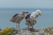Seagull Feeding Its Youngs, Babies On The Cliffs, Chicks
