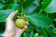 The mangosteen fruit is still weak, green.