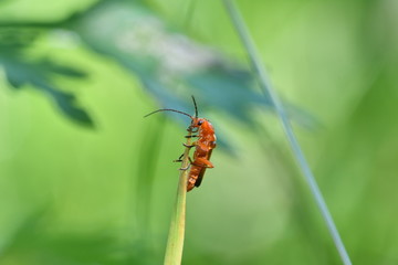 Wall Mural - macro red bug on the grass