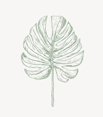 Sticker - Trendy Tropical Hand Drawn Leaves. Vector.