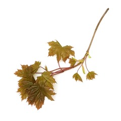 Branch of a maple on a white background