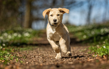 Canvas Print - Young labrador retriever dog puppy