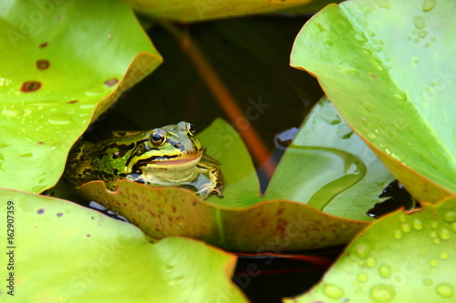 Zdjęcie XXL Śmiejąca się żaba