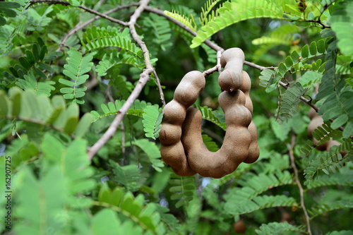 Raw tamarind. raw tamarind on tree