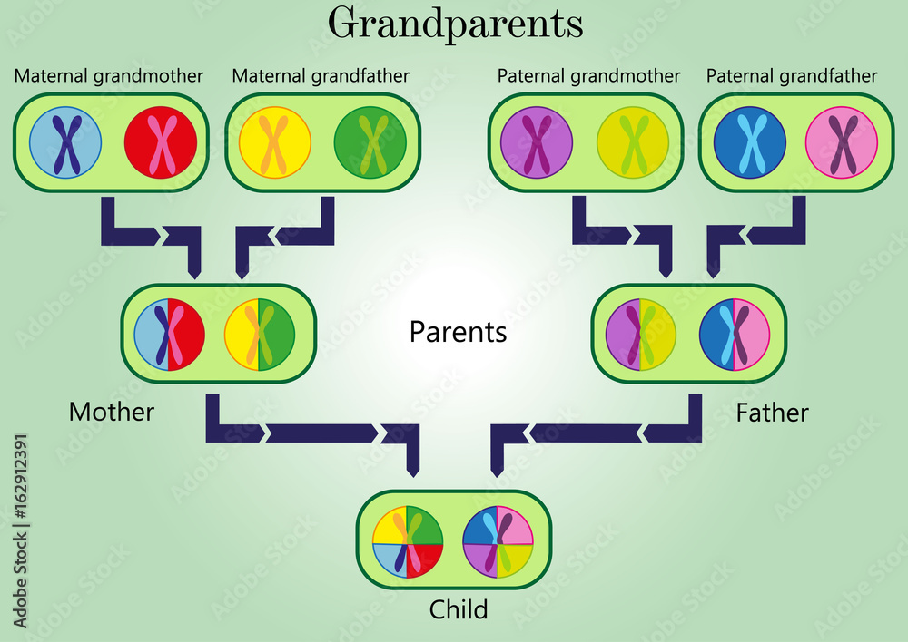 Mechanisms of inheritance. Generational sequences Stock Vector | Adobe ...