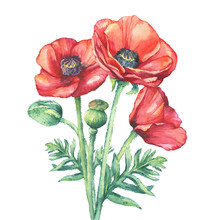 The Bouquet Flowering Red Poppies Flowers (Papaver Somniferum, The Opium Poppy). Watercolor Hand Drawn Painting Illustration, Isolated On White Background.