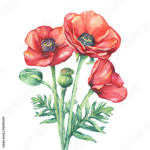 The bouquet flowering red poppies flowers (Papaver somniferum, the ...