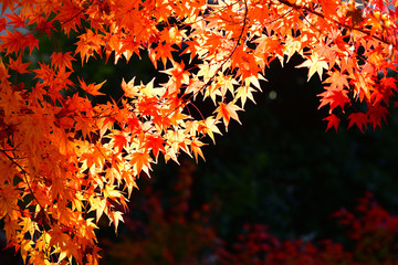 Wall Mural - Japanese red maple leaf on dark background in autumn