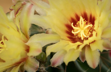 Yellow Cactus Plant Flower
