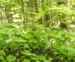 Wall Mural - ground cover vegetation