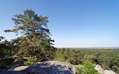 Wall Mural - Gorges de Franchard en forêt de fontainebleau