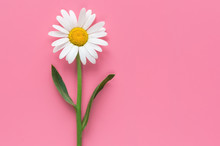 Isolated White Chamomile Flower On Pink Background. Top View. 