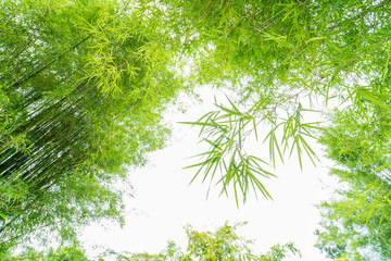 Wall Mural - bamboo leaves on white background