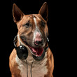 portrait of purebreed bull terrier sitting on black background with copy space