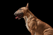 Portrait Of Purebreed Bull Terrier Sitting On Black Background With Copy Space