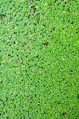 green duckweed in the river background 