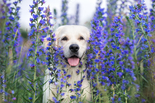 Fotomural beautiful golden retriever dog posing in summer flowers
