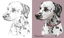 Colorful And Monochrome Hand Drawing Vector Portrait Of Dalmatian