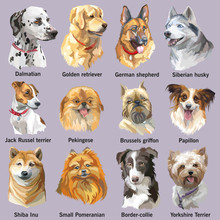 Set Of Portraits Of Dog Breeds