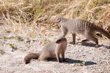 Wall Mural - Banded mongoose family