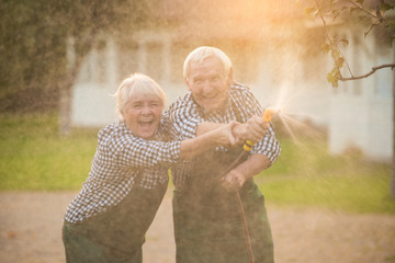 Wall Mural - Old couple with garden hose. Cheerful woman and man outdoors.