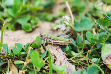 Wall Mural - Omocestus viridulus, grasshopper in green color with grass