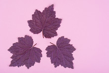 Pattern Of Beautiful Purple Leaves On Pink Background.