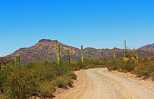 Blue Sky Copy Space And Winding Road Near Tillotson Peak In Organ Pipe Cactus National Monument In Ajo, Arizona, USA Including A Large Assortment Of Desert Plants, Which Is A Short Drive West Of Tucso
