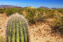 Close-up View Of A Small Saguaro Cactus And Blue Sky Copy Space In Organ Pipe Cactus National Monument In Ajo, Arizona, USA Including A Large Assortment Of Desert Plants, Which Is A Short Drive West O