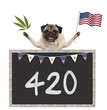 Happy smiling pug puppy dog waving American National flag of USA, with 420 on blackboard, isolated on white background