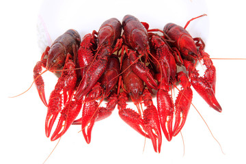 Crawfish, white background, close-up