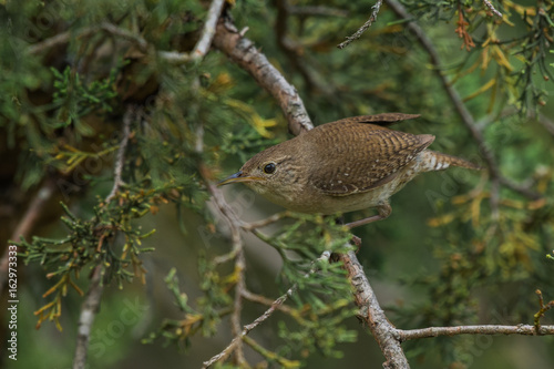 Fotografie, Obraz House wren (Troglodytes aedon) on cedar branches.