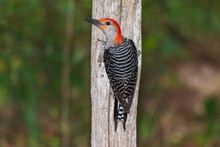 Red Bellied Woodpecker  (Melanerpes Carolinus)