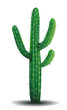 Cactus. A desert plant. A cactus on a white background. Realistic vector