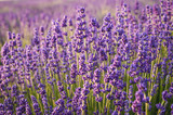 Fototapeta Lawenda - Lavender flowers, blooming meadow