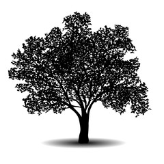 Wall Mural - silhouette detached tree with leaves