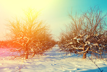 Winter In A Countryside. Sunrise Over Apple Orchard Covered With Snow