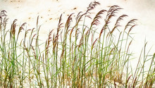 Blades Of Grass In The Sand. Modern Oil Painting Illustration Art